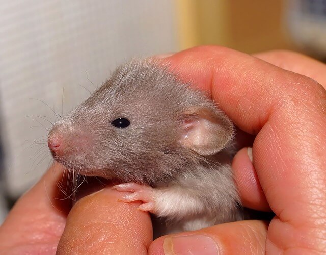 Młody szczurek w dłoni opiekuna