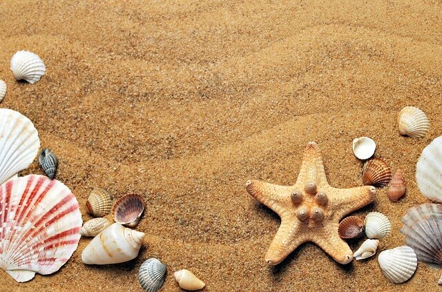muszle i rozgwiazda na piasku