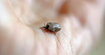 Badanie na boreliozę – kiedy trzeba, a kiedy warto wykonać? Ukąszenie kleszcza