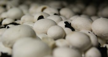 Jak sprzedawane jest podłoże do uprawy pieczarek? Podłoże do pieczarek
